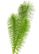 PipingRock Horsetail Silica Supplements