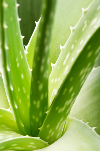 PipingRock Unflavored Organic Aloe Vera Juice